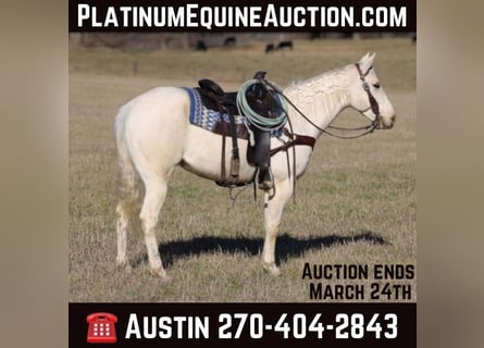 American Quarter Horse, Castrone, 6 Anni, 155 cm, Palomino