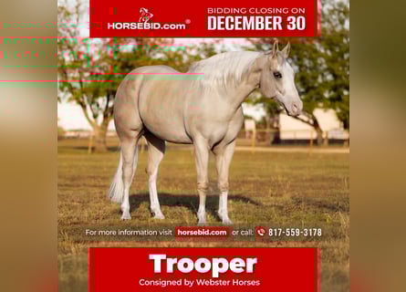 American Quarter Horse, Castrone, 6 Anni, 155 cm, Palomino