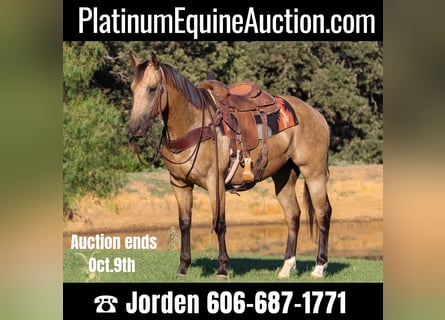 American Quarter Horse, Castrone, 6 Anni, 155 cm, Pelle di daino