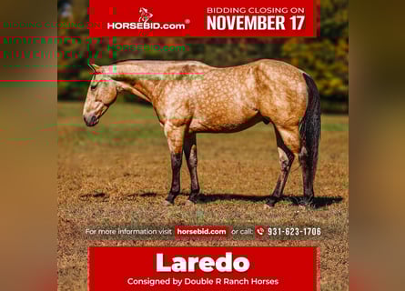 American Quarter Horse, Castrone, 6 Anni, 155 cm, Pelle di daino