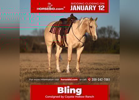 American Quarter Horse, Castrone, 6 Anni, 155 cm