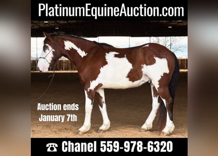 American Quarter Horse, Castrone, 6 Anni, 155 cm, Tobiano-tutti i colori
