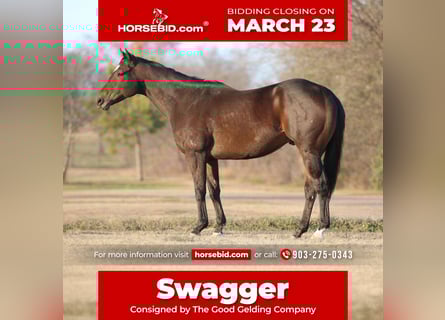 American Quarter Horse Mix, Castrone, 6 Anni, 157 cm, Baio ciliegia