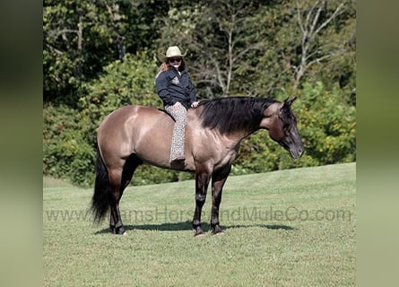 American Quarter Horse, Castrone, 6 Anni, 157 cm, Grullo