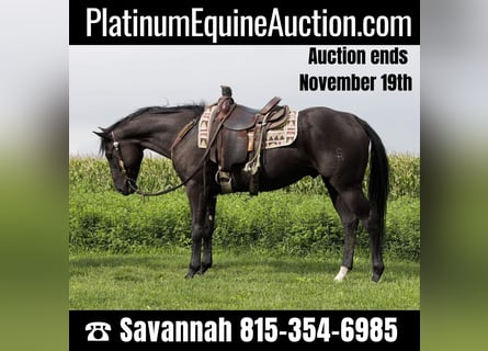 American Quarter Horse, Castrone, 6 Anni, 157 cm, Morello