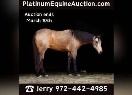 American Quarter Horse, Castrone, 6 Anni, 157 cm, Pelle di daino