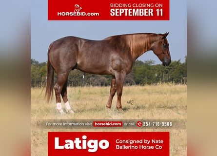 American Quarter Horse, Castrone, 6 Anni, 157 cm, Roano rosso