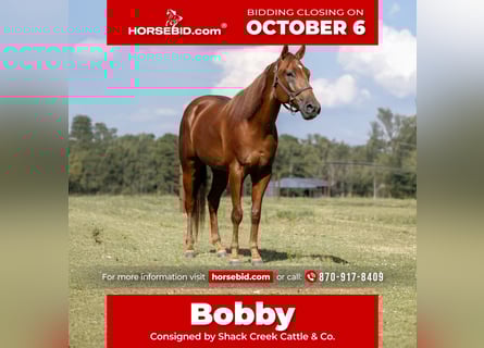 American Quarter Horse, Castrone, 6 Anni, 157 cm, Sauro ciliegia