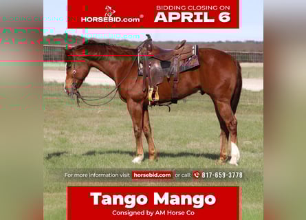 American Quarter Horse, Castrone, 6 Anni, 157 cm, Sauro ciliegia