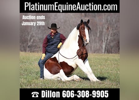 American Quarter Horse, Castrone, 6 Anni, 157 cm, Tobiano-tutti i colori