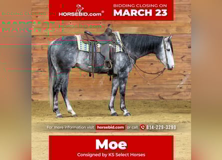 American Quarter Horse, Castrone, 6 Anni, 160 cm, Grigio