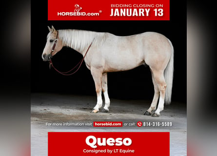 American Quarter Horse, Castrone, 6 Anni, 160 cm, Palomino