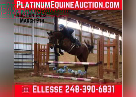 American Quarter Horse, Castrone, 6 Anni, 163 cm, Baio ciliegia