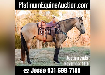 American Quarter Horse, Castrone, 6 Anni, 163 cm, Pelle di daino