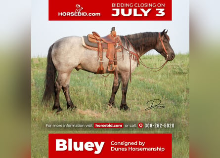 American Quarter Horse Mix, Castrone, 6 Anni, 163 cm, Roano blu