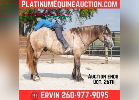 American Quarter Horse, Castrone, 6 Anni, 165 cm, Grigio