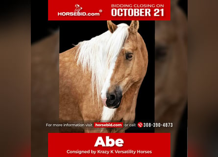 American Quarter Horse Mix, Castrone, 6 Anni, 165 cm, Palomino