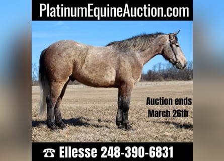 American Quarter Horse, Castrone, 6 Anni, 168 cm, Grigio rossastro