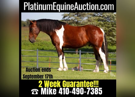 American Quarter Horse, Castrone, 6 Anni, 168 cm, Tobiano-tutti i colori