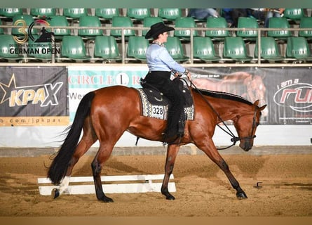 American Quarter Horse, Castrone, 6 Anni, 170 cm, Baio