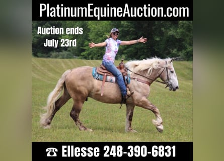 American Quarter Horse, Castrone, 6 Anni, 175 cm, Grigio