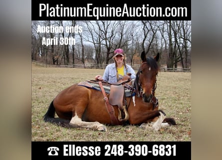 American Quarter Horse, Castrone, 6 Anni, Baio ciliegia