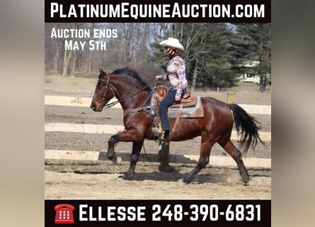 American Quarter Horse, Castrone, 6 Anni, Baio ciliegia
