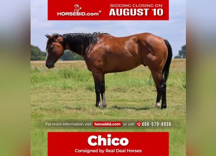 American Quarter Horse, Castrone, 6 Anni, Baio ciliegia