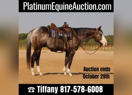 American Quarter Horse, Castrone, 6 Anni, Baio roano