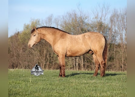 American Quarter Horse, Castrone, 6 Anni, Champagne