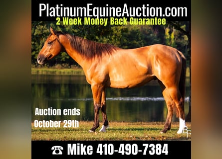 American Quarter Horse, Castrone, 6 Anni, Falbo