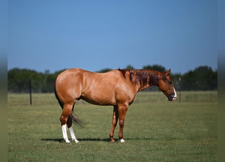 American Quarter Horse, Castrone, 6 Anni, Falbo