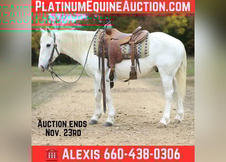 American Quarter Horse, Castrone, 6 Anni, Grigio