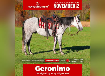 American Quarter Horse, Castrone, 6 Anni, Grigio pezzato