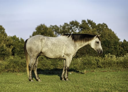 American Quarter Horse, Castrone, 6 Anni, Grigio