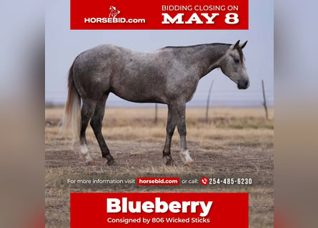American Quarter Horse, Castrone, 6 Anni, Grigio