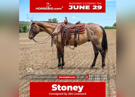 American Quarter Horse, Castrone, 6 Anni, Grullo