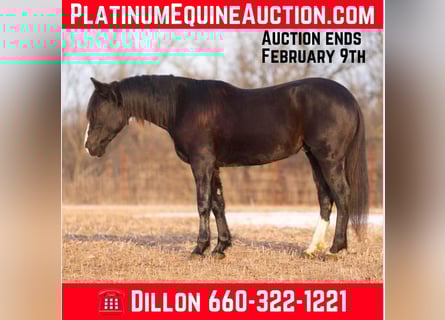 American Quarter Horse, Castrone, 6 Anni, Morello