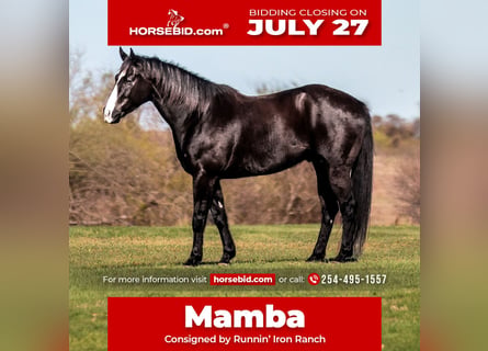 American Quarter Horse, Castrone, 6 Anni, Morello
