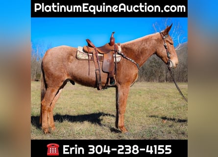 American Quarter Horse, Castrone, 6 Anni, Palomino