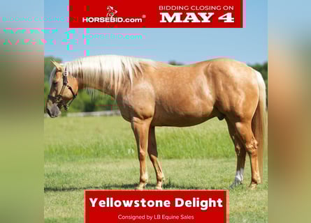 American Quarter Horse, Castrone, 6 Anni, Palomino