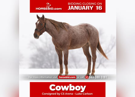 American Quarter Horse, Castrone, 6 Anni, Roano rosso