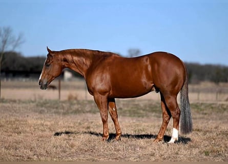 American Quarter Horse, Castrone, 6 Anni, Sauro ciliegia