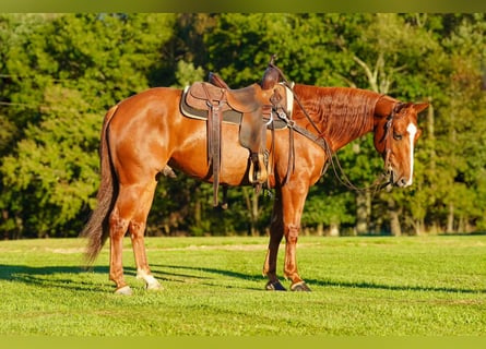American Quarter Horse, Castrone, 6 Anni, Sauro ciliegia