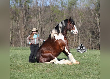 American Quarter Horse, Castrone, 6 Anni, Tobiano-tutti i colori