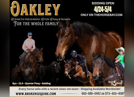 American Quarter Horse, Castrone, 7 Anni, 140 cm, Baio ciliegia