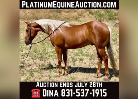 American Quarter Horse, Castrone, 7 Anni, 140 cm, Palomino