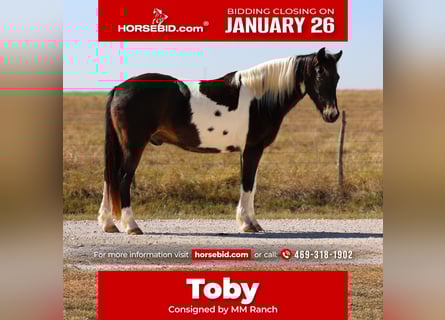 American Quarter Horse, Castrone, 7 Anni, 140 cm, Pezzato