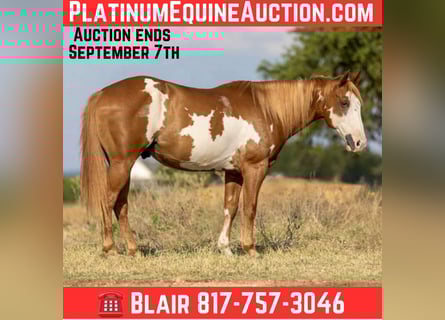 American Quarter Horse, Castrone, 7 Anni, 142 cm, Overo-tutti i colori