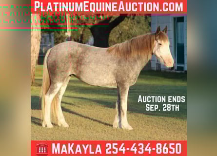 American Quarter Horse, Castrone, 7 Anni, 142 cm, Roano blu